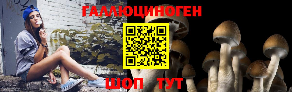 Галлюциногенные грибы Psilocybe  Вход с VPN  Ярцево  Галлюциногенные грибы GOLDEN TEACHER 